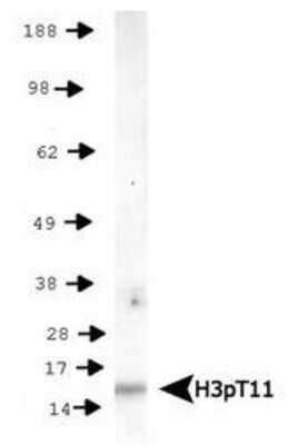 Western Blot: Histone H3 [p Thr11] AntibodyBSA Free [NB21-1101]